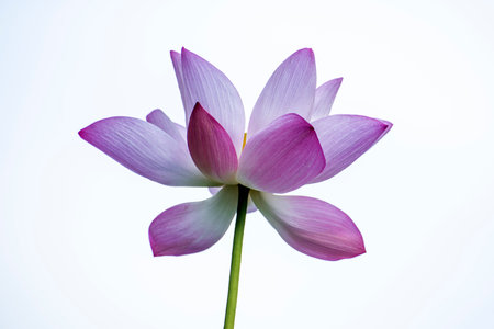Purple lotus flower isolated on white background with clipping path.の写真素材