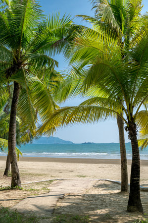 Tropical beach with coconut palm trees, Koh Samui, Thailandの写真素材