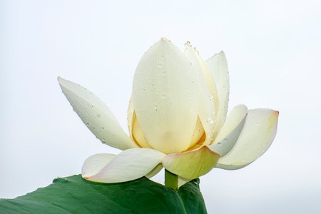 White lotus flower and green leaf on white background, Thailand.の写真素材