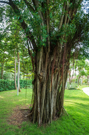 Banyan tree in the public park,Thailand,Asiaの写真素材