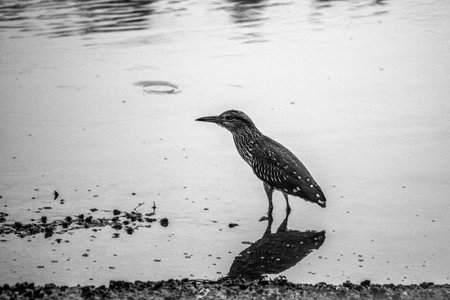 Black and white photo of a black-crowned night heronの写真素材