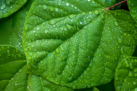 Green leaf with water drops, close-up. Nature background.