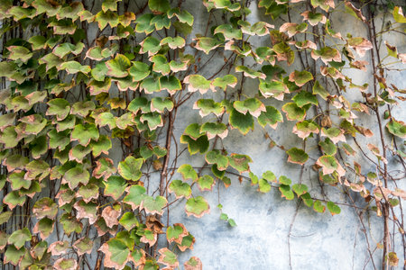 green ivy leaves on a concrete wall background with copy space.