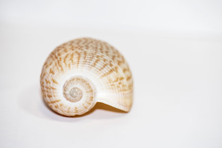 Sea shell isolated on a white background with copy space for text.の写真素材