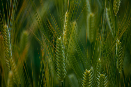 Close up of green wheat ears in a field, shallow depth of fieldの写真素材