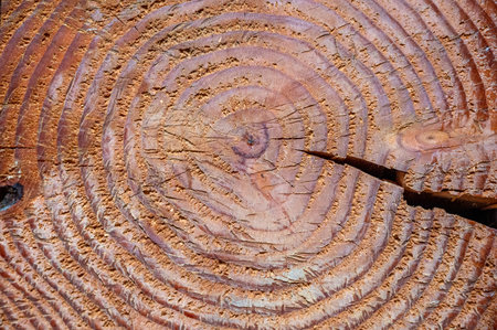 Wooden texture of a tree trunk with annual rings as a backgroundの写真素材