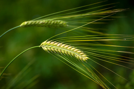 Spikelets of wheat on a background of green grass in the fieldの写真素材