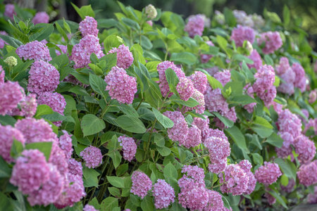 Pink hydrangea flowers blooming in the garden, stock photo