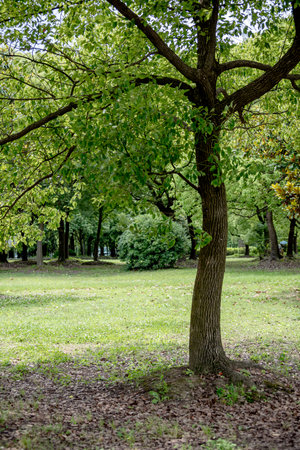 Green trees in the park on a sunny summer day. Natural backgroundの写真素材