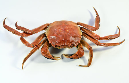 Crab isolated on white background.の写真素材