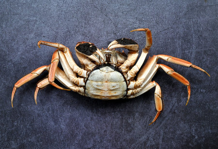 Crab on black background, top view. Seafood concept.