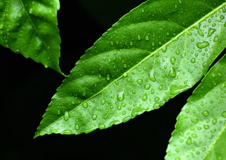 Green leaf with water drops on black background, close-up.の写真素材