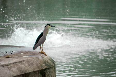 Black-crowned night heron standing on a concrete wall