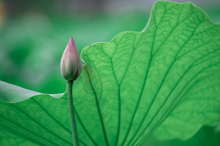 Lotus flower and Lotus flower plants in the pond. Nature backgroundの写真素材