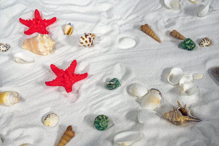 Seashells and starfish on the white sand beach.の写真素材