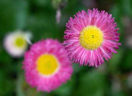 Bellis perennis, also known as daisyuerite or marguerite