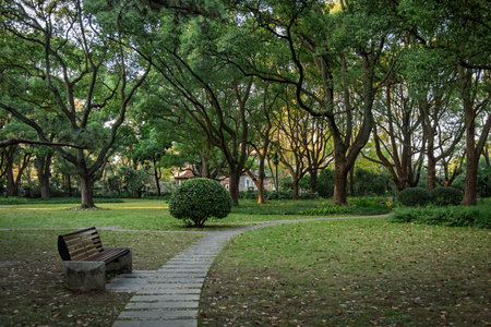 Park bench and trees in the city of Shenzhen, China.の写真素材