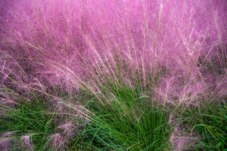 Grass flower in the meadow with sunlight in the morning.
