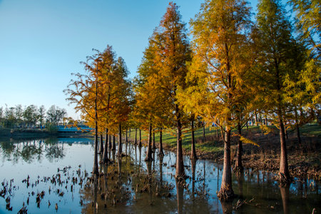 Trees along the shore of a lake in autumn. Beautiful autumn landscape.の写真素材