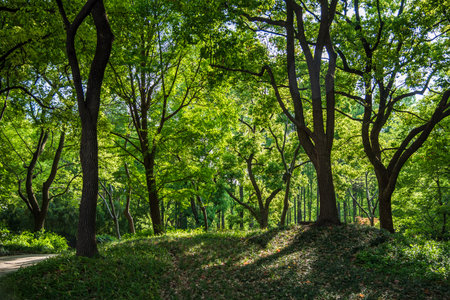 Green trees in the park. Summer landscape with sunlight and shadows.