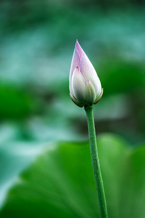Lotus flower and Lotus flower plants in the pond with green backgroundの写真素材
