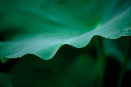 Close up of lotus leaf with blur background, soft focus.の写真素材
