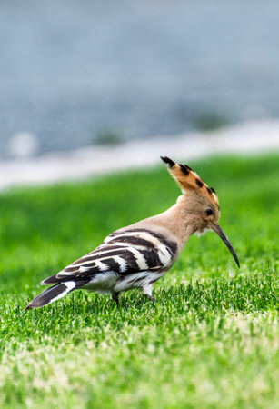 Eurasian Hoopoe (Upupa epops)の写真素材