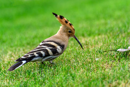 Eurasian Hoopoe (Upupa epops)の写真素材