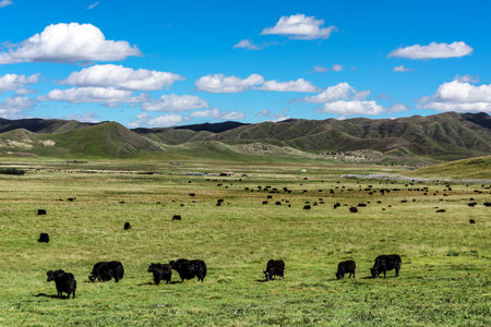 Animals grazing in the grassland of the Mongolian steppeの写真素材