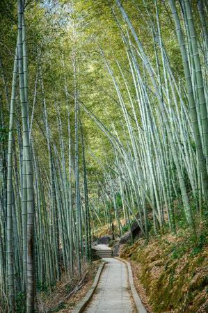 bamboo forest at Arashiyama, Kyoto, Japan.の写真素材