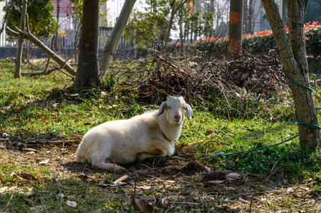 White goat on the green grass in the garden of a country houseの写真素材