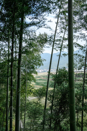 bamboo forest in chiangmai province, northern Thailand.の写真素材