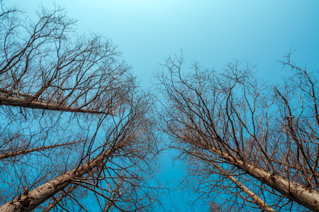 Dead trees on blue sky background with copy space for your text.