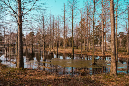 Landscape view of a flooded forest during a spring flood in the Netherlands