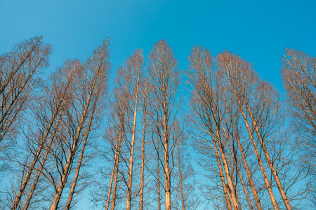 trees against the blue sky in winter, closeup of photo