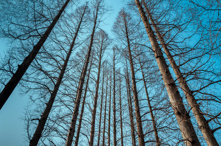 Trees on a background of blue sky in the winter forest.の写真素材