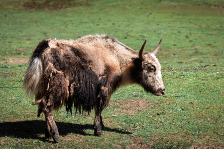 Yak on the meadow in the mountains. Toned.の写真素材