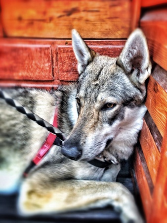 Wolf dog resting の素材