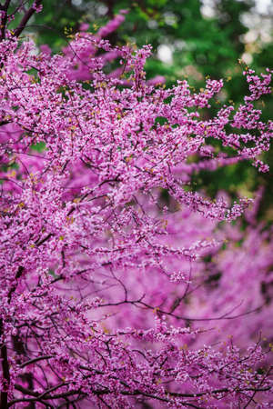 Spring nature background with pink flowering tree, selective focus, blurred imageの写真素材