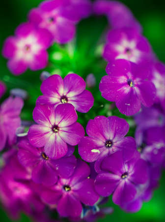 Natural summer blurred background with lilac flowers, toned image, shallow depth of fieldの写真素材