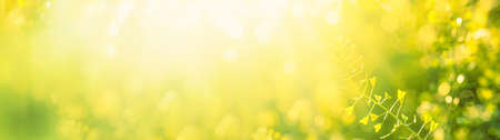 Summer or spring natural floral background with yellow blooming field, blurred toned image with bokeh, bannerの写真素材