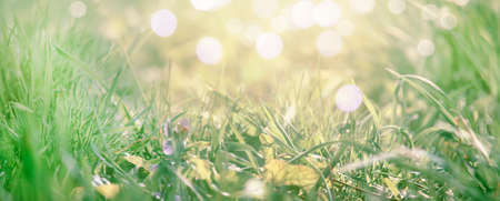 Spring is coming, light blue border background with grass and violet flower, place for text, toned...