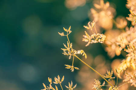 Summer background, grass at sunset, back lit with natural bokeh, blurred image, selective focusの写真素材