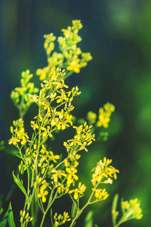 Summer natural background, small yellow flowers, back lit, blurred image, shallow depth of fieldの写真素材