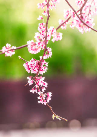 Spring nature background with pink flowering tree, selective focus, blurred imageの写真素材