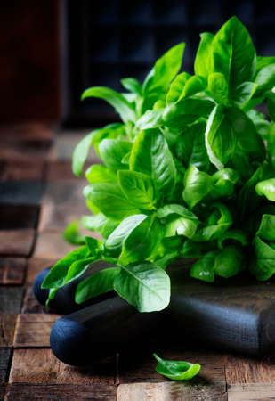 Fresh green basil, spice herb, selective focusの写真素材