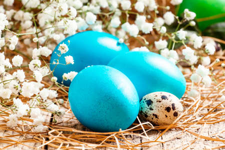 Blue Painted Easter eggs and quail eggs in the straw with a small white spring flowers, selective...