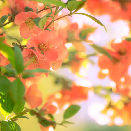 Fantastic spring or summer natural pink background with blooming Japanese quince, place for text,...