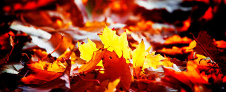 Autumn landscape with fiery maple fallen leaves, selective focus, banner