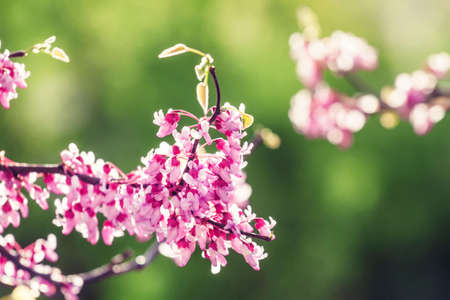 Spring nature background with pink flowering tree, selective focus, blurred imageの写真素材